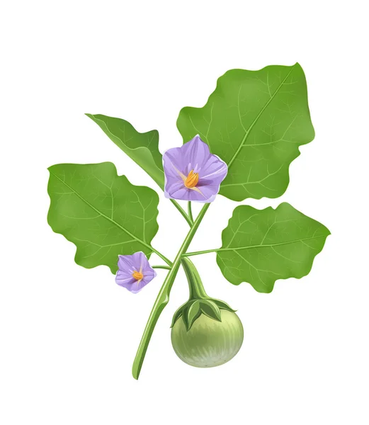 Thailändska Aubergine Vektor Blad Och Lila Blomma Realistisk Design Isolerad — Stock vektor