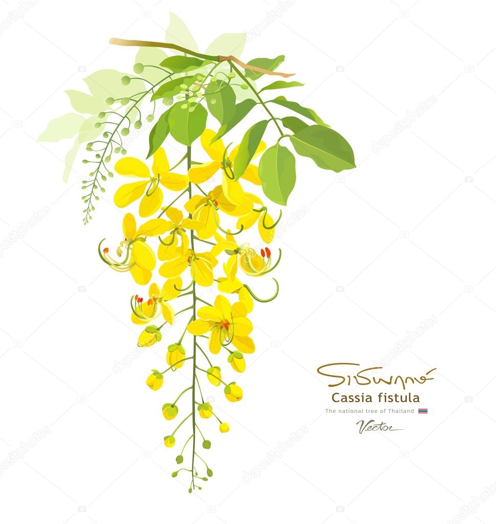 National flower of thailand, Cassia Fistula, beautiful Yellow thai flower