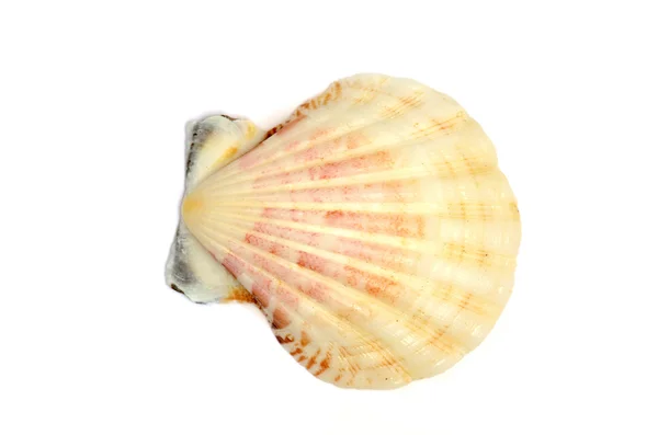 Seashell — Stock Photo, Image