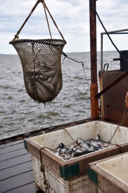 Somon Balıkçılık sezonu