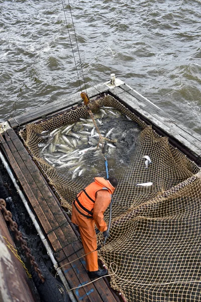 Somon Balıkçılık sezonu