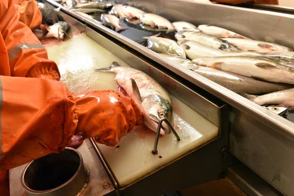 Рыбалка лосося — стоковое фото