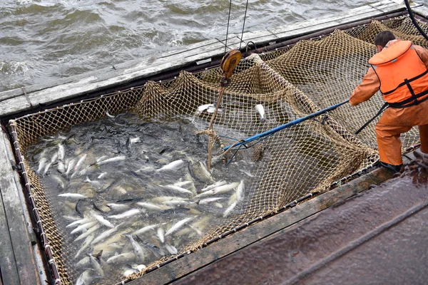 Рыбалка лосося Стоковая Картинка