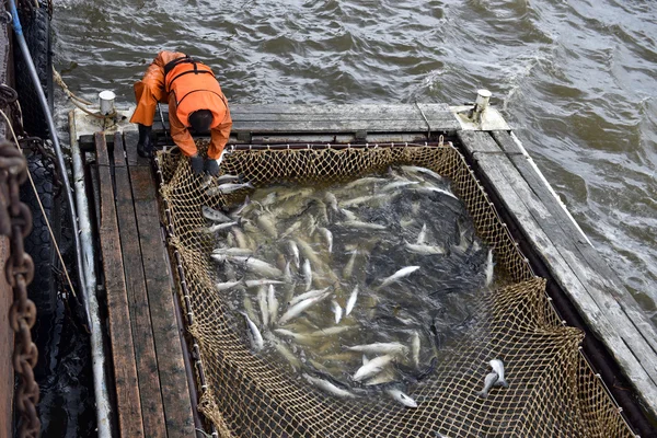 Vissen op zalm seizoen Rechtenvrije Stockfoto's