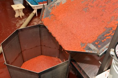 Somon havyar üretimi