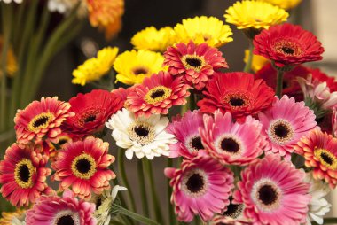 Bir buket gerber. Sarı ve kırmızı gerberalar..