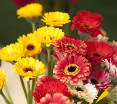 Bir buket gerber. Sarı ve kırmızı gerberalar..