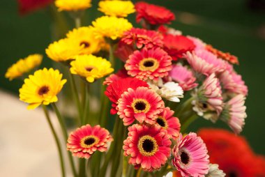 Bir buket gerber. Sarı ve kırmızı gerberalar..