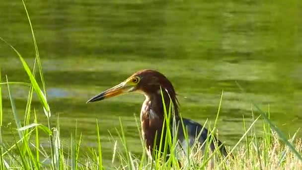 Cava pond heron kuş. — Stok video