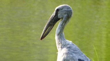 Asya openbill leylek kuş.