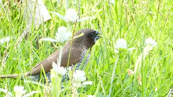 Schreifinken in der Natur. — Stockvideo