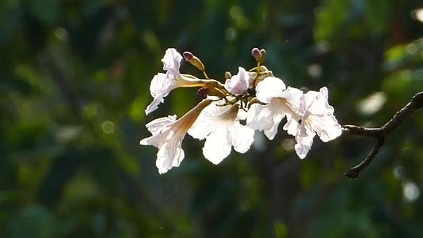 Kwitnące drzewo różowy trąbka. — Wideo stockowe