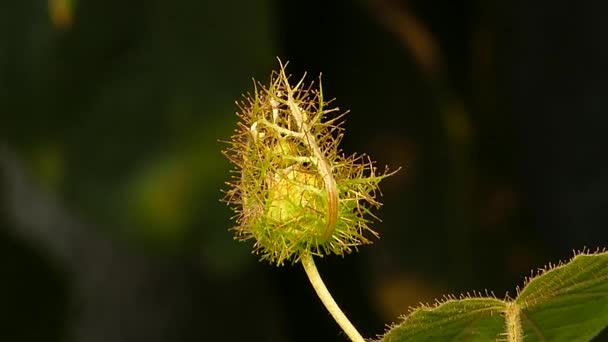 生鲜水果的常春藤葫芦. — 图库视频影像