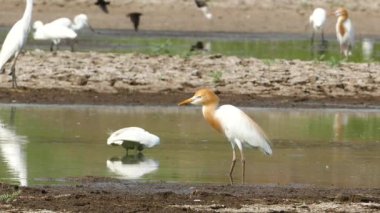 Sığır balıkçıl (Bubulcus Ibis) doğada.
