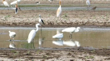 Sığır balıkçıl (Bubulcus Ibis) doğada.