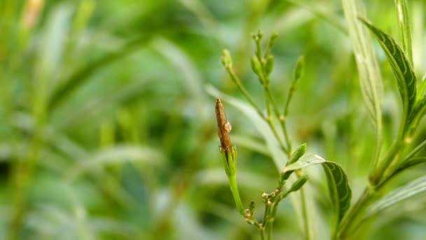 Ruellia tuberosa seed. — Stock Video