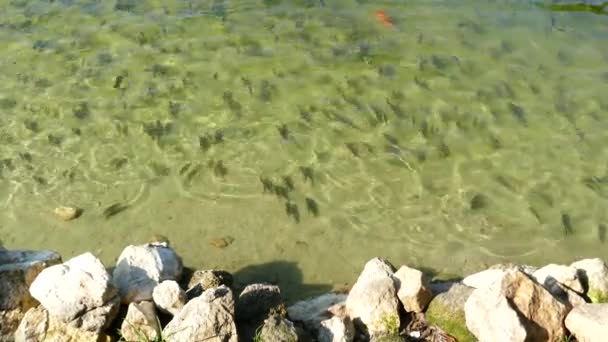 Gruppe von Fischen. — Stockvideo