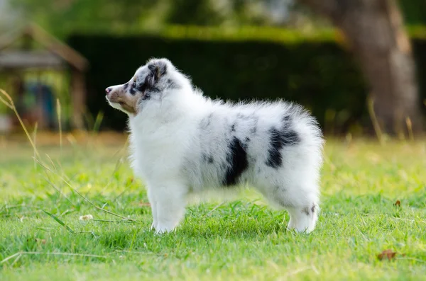 Filhote de cachorro shetland sheepdog . — Fotografia de Stock