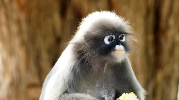 Spectacled langurs in nature — Stock Video