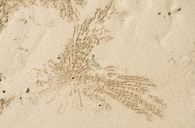 Yengeç delik kum üzerinde.