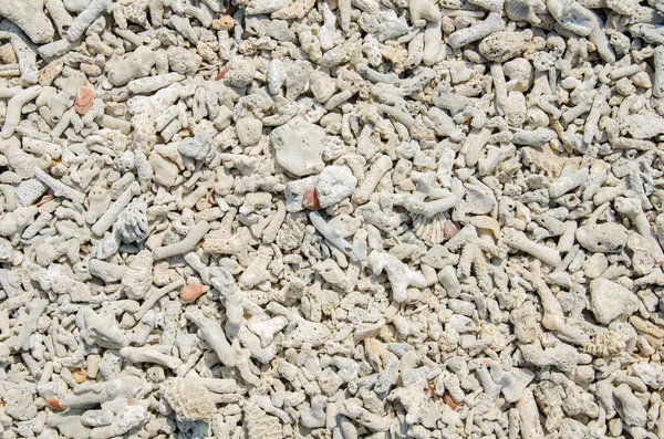 Rottami di corallo sulla spiaggia — Foto Stock