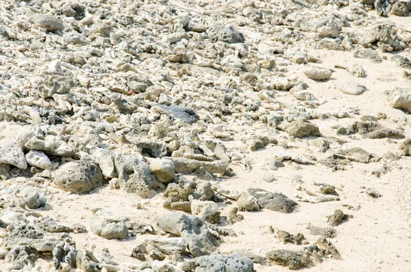 Koral złom na plaży — Zdjęcie stockowe