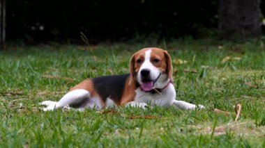 Çimenlerin üzerinde oturan köpek Beagle.
