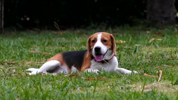 Chien Beagle assis sur l'herbe . — Video