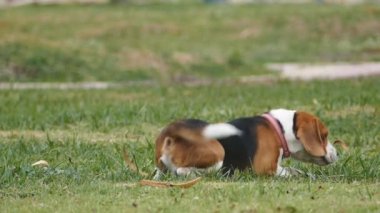 Yeşil çimenlerin üzerinde köpek takla.