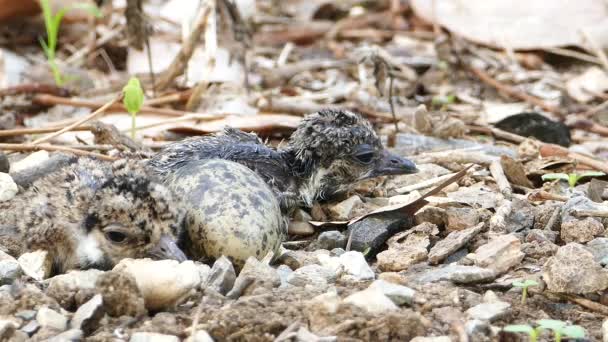 Burung baru lahir di sarang . — Stok Video