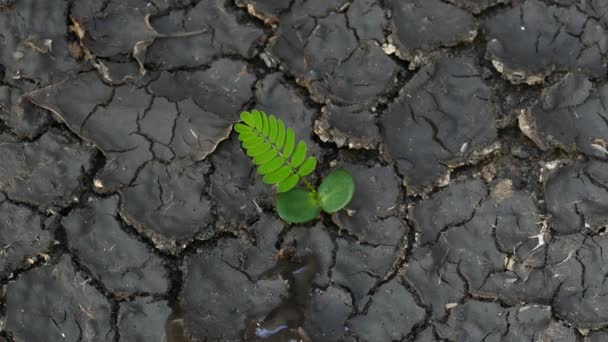 Agua que fluye en suelo muerto . — Vídeos de Stock