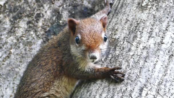 Squirrel (Callosciurus erythraeus) — Stock Video