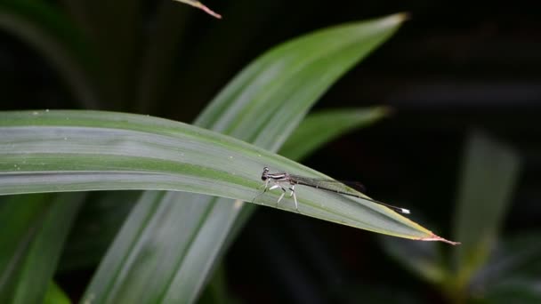 Dragonfly i naturen. — Stockvideo