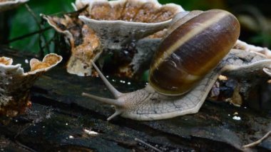 Salyangoz üzerinde ahşap.