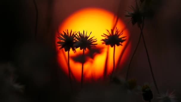 Flor selvagem sob o fundo do pôr do sol . — Vídeo de Stock