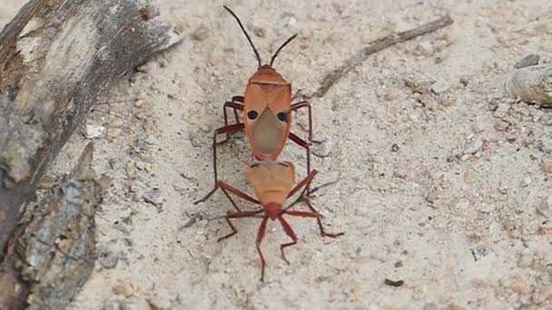 Red cotton bug are breeding. — Stock Video