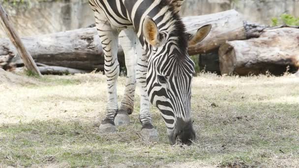 Zebra mangiare erba . — Video Stock