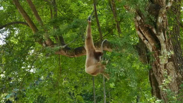 Gibbon en el árbol . — Vídeos de Stock