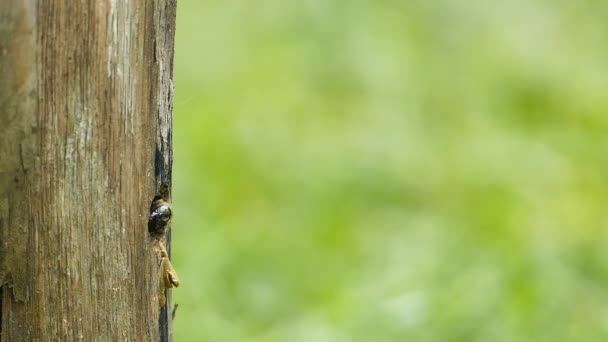 La abeja carpintera en la naturaleza . — Vídeo de stock