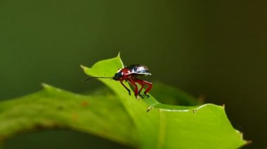 Küçük siyah ve kırmızı hata.