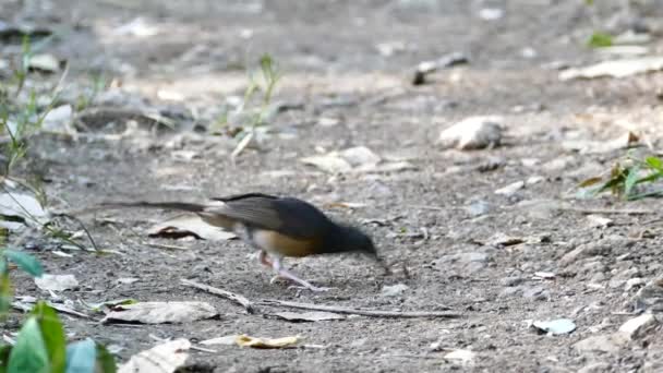 Bird catches a worm. — Stock Video