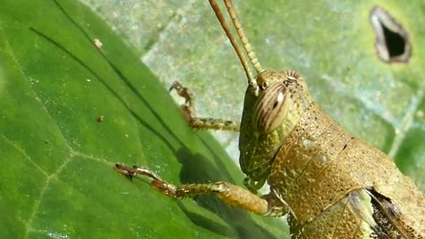 Grasshopper en hoja . — Vídeo de stock