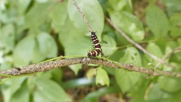 A worm on tree branch. — Stock Video