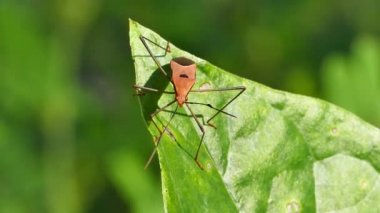 Kırmızı pamuk hatanın yaprak üzerinde.