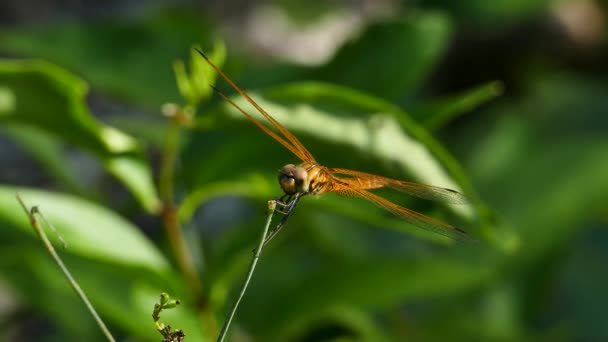 Dragonfly on leaves. — Stock Video