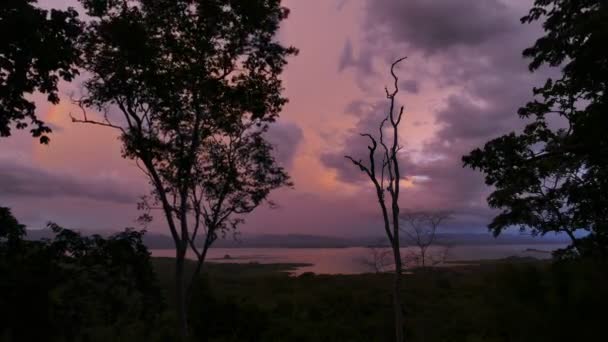 Tropisch regenwoud na zonsondergang,. — Stockvideo