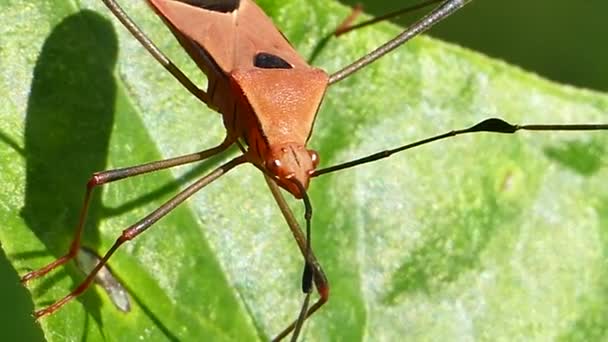 Red cotton bug on leaf. — Stock Video