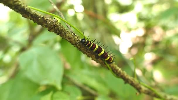 Chenille sur branche d'arbre . — Video