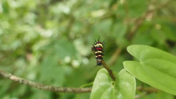 Caterpillar ağaç dalı. — Stok video