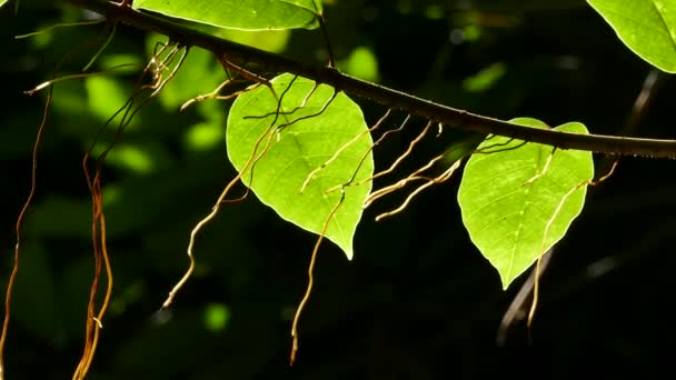 Le soleil brille à travers le souffle sur les feuilles et les racines vertes des arbres à vent . — Video